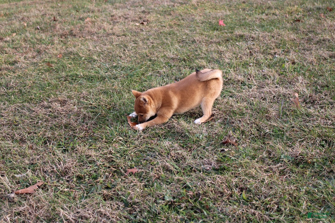 Shiba Inu dogs for sale: Aphrodite  - Ad 8