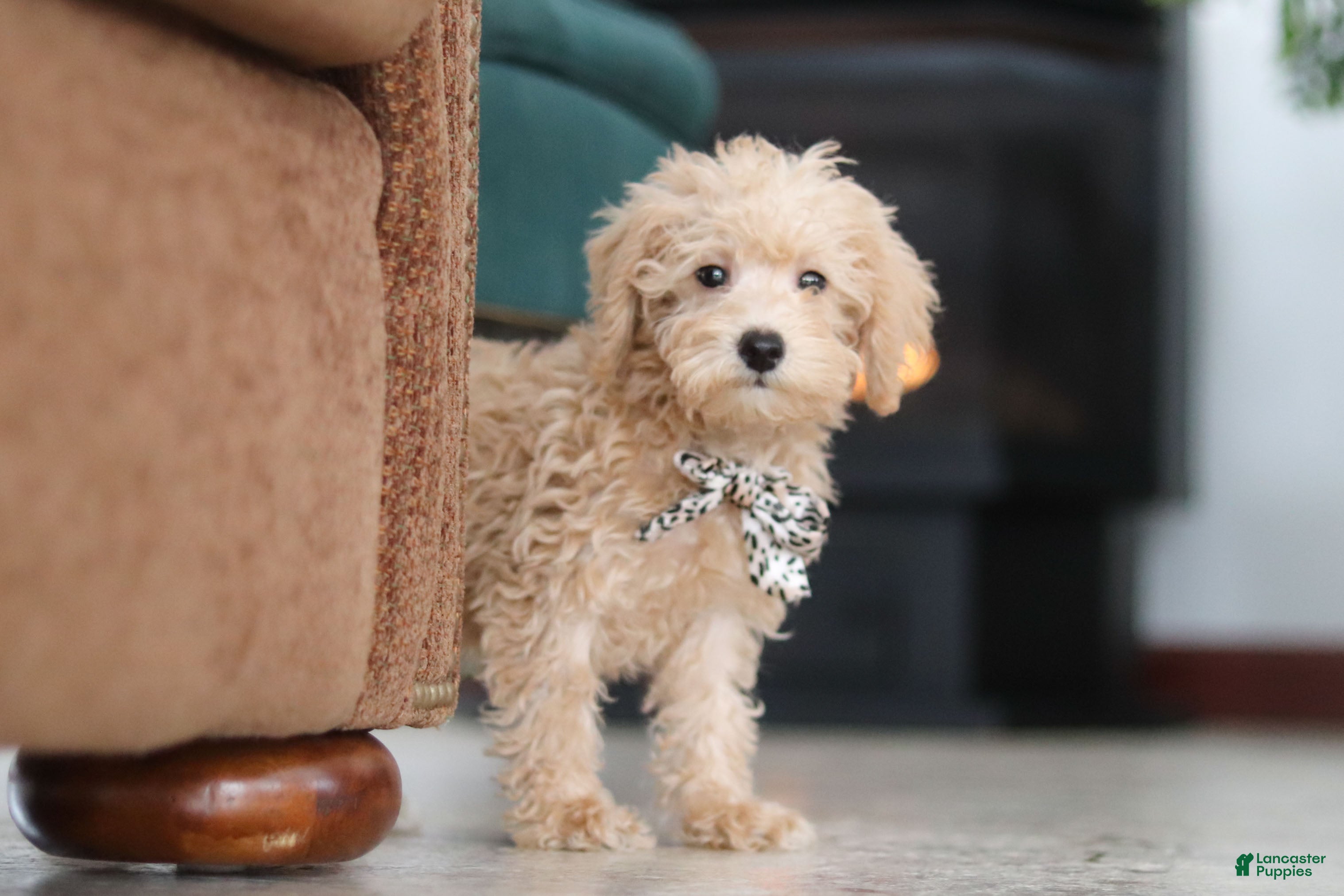 Schnoodle dogs Ollie - Ad 2