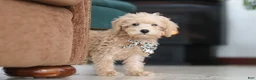 Schnoodle dogs for sale: Ollie - Ad 2