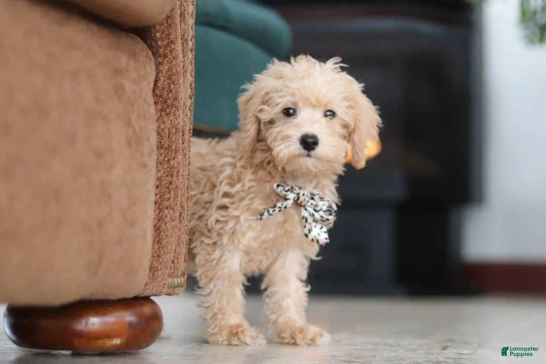 Schnoodle dogs for sale: Ollie - Ad 2