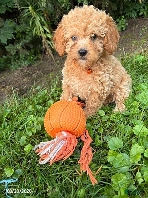 Cockapoo dogs Jane - Ad 2