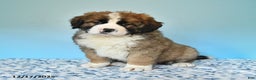 Mixed Breed dogs for sale: Bear - Ad 2