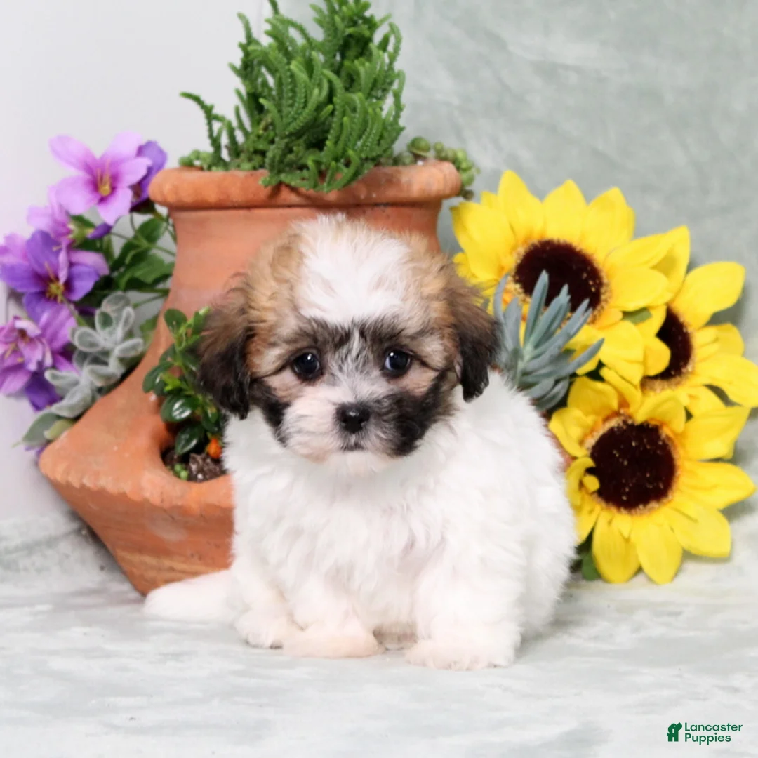 Teddy Bear dogs for sale: Unity - Ad 2