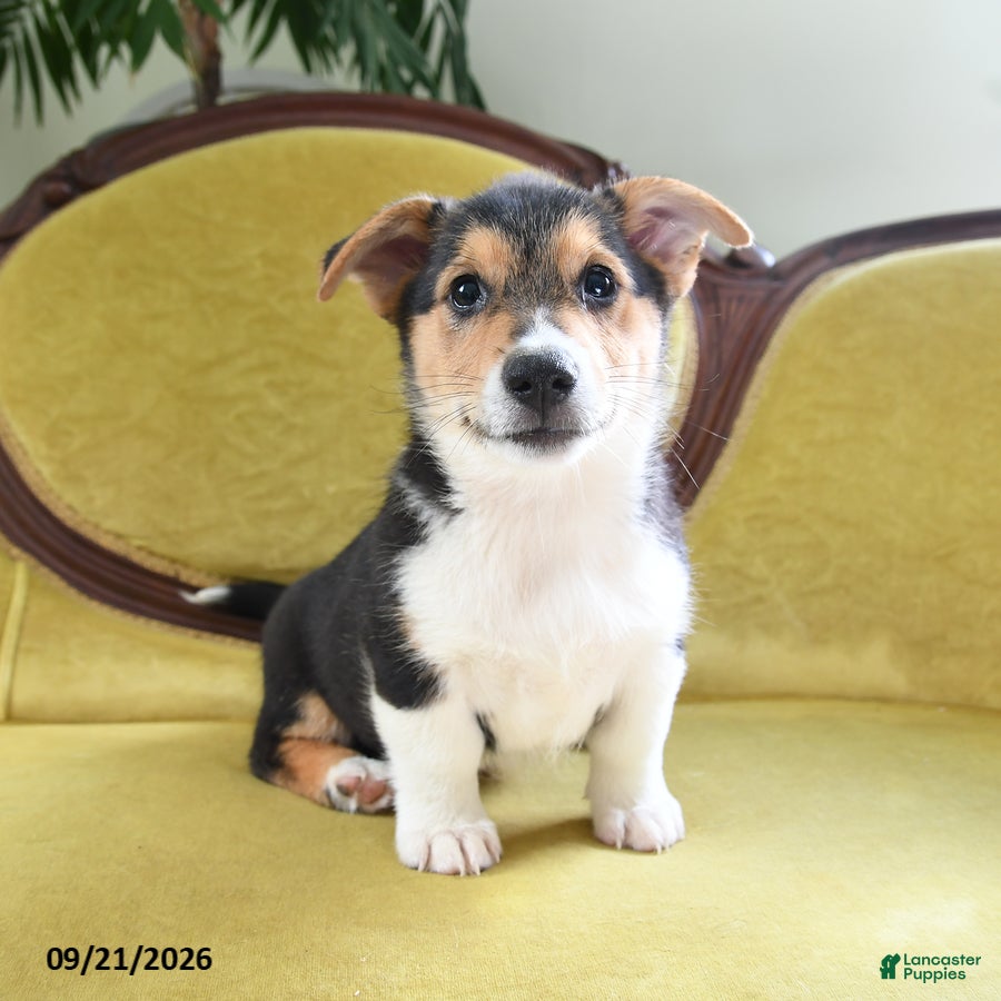 Welsh Corgi Pembroke dogs Champ  - Ad 1