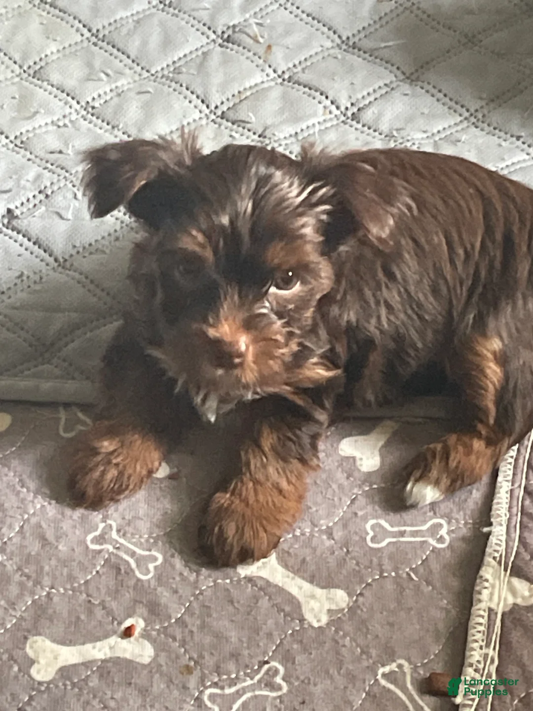 Yorkshire Terrier dogs for sale: Will - Ad 3