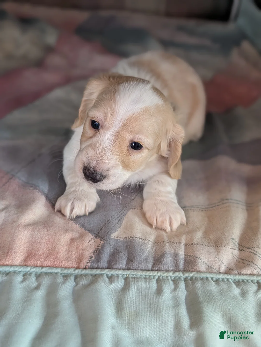 Miniature Dachshund dogs for sale: Miniature Dachshund Puppy 1 - Ad 2