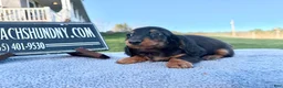 Miniature Dachshund dogs for sale: AKC Russian boy - Ad 7