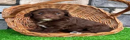 Havapoo dogs for sale: Timmy - Ad 4