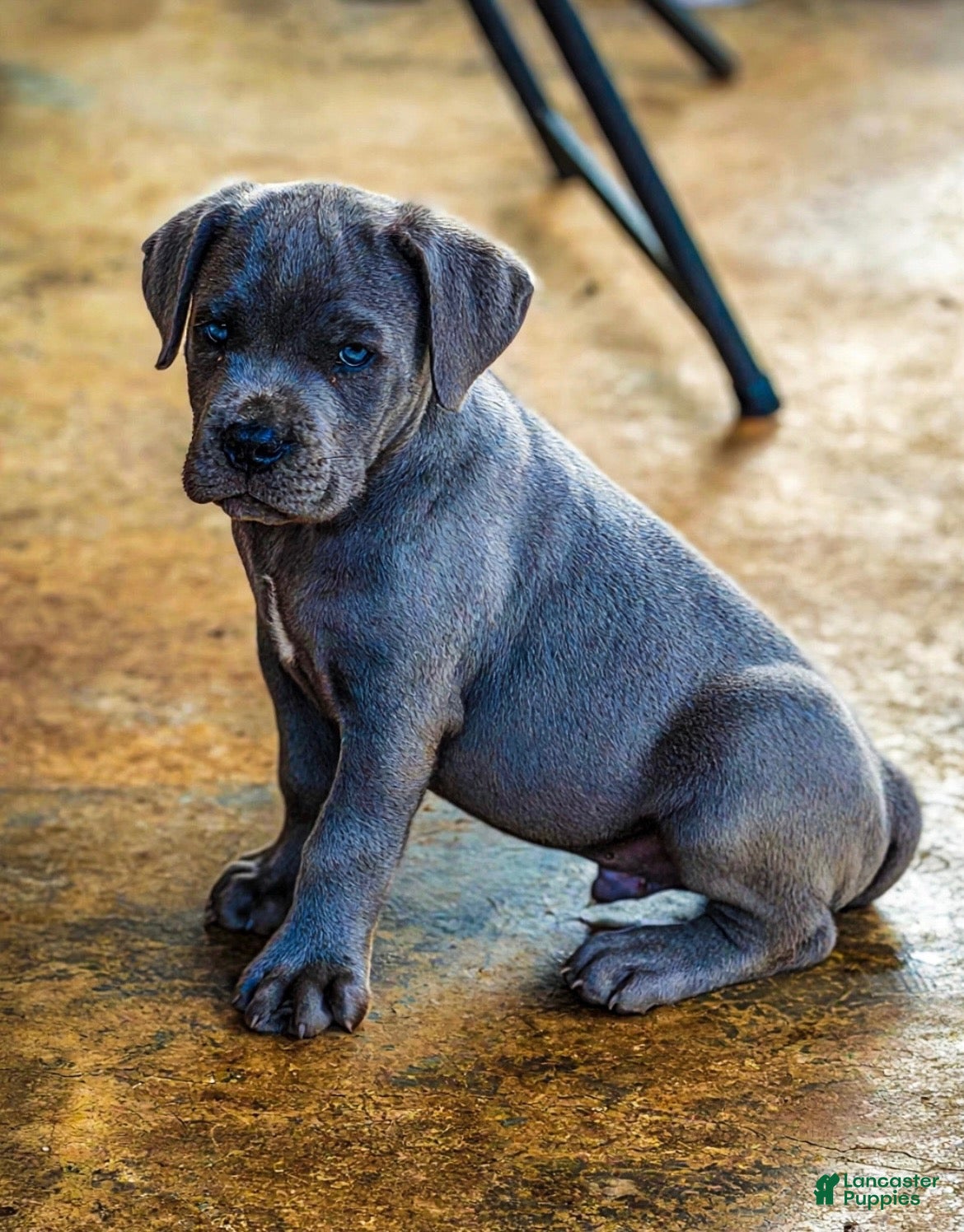 Cane Corso dogs Big Easy Blue  - Ad 2