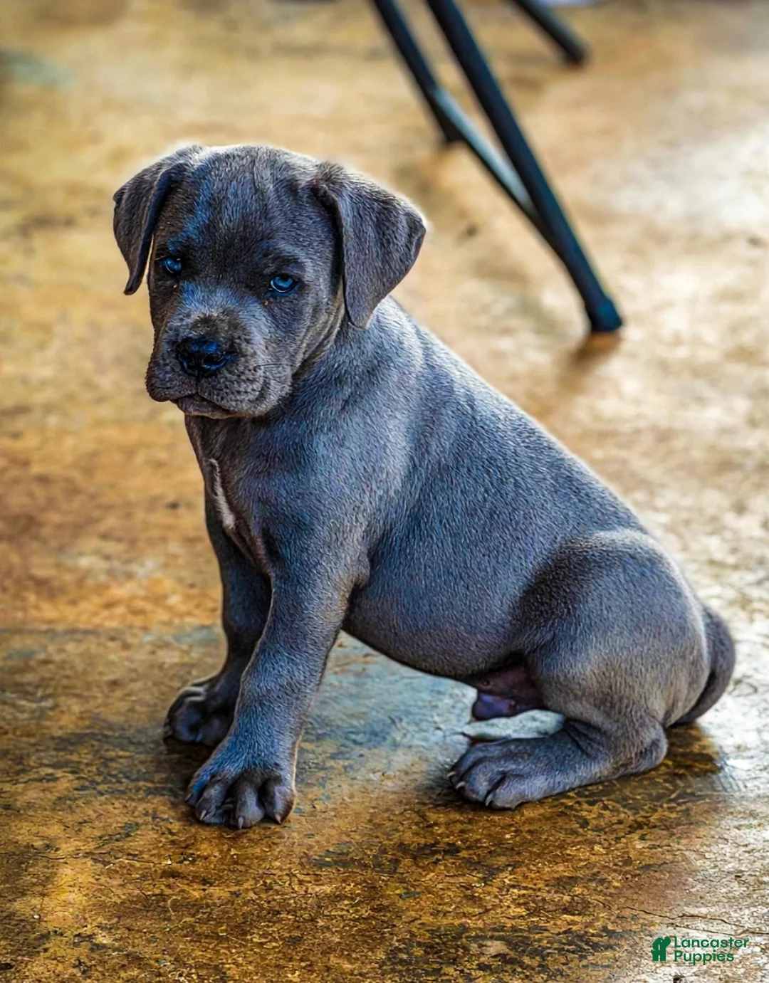 Cane Corso dogs for sale: Big Easy Blue  - Ad 2