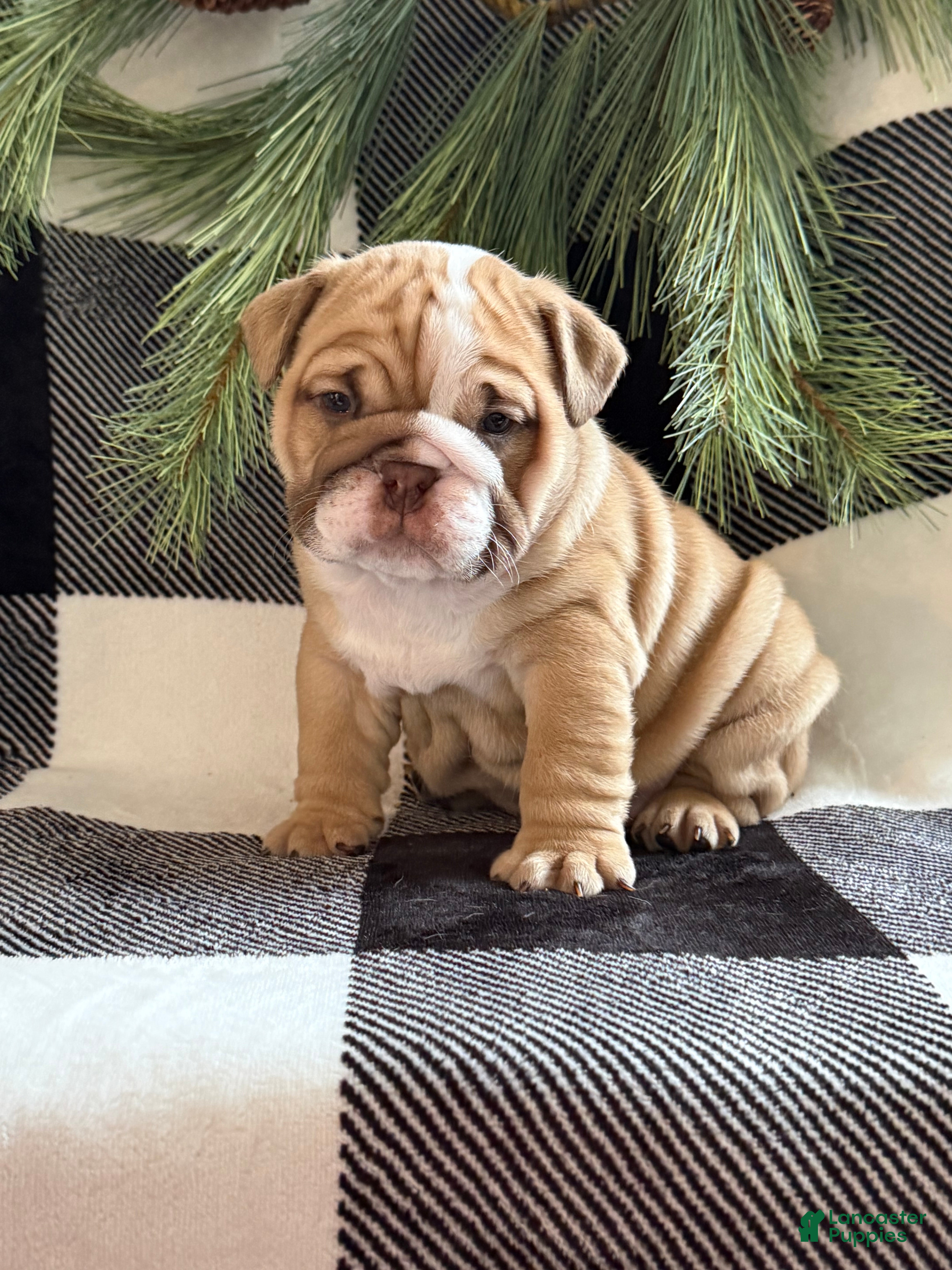 English Bulldog dogs Gracie - Ad 7