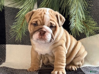 English Bulldog dogs Gracie - Ad 2