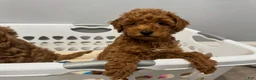 Miniature Poodle dogs for sale: Mocha - Ad 5