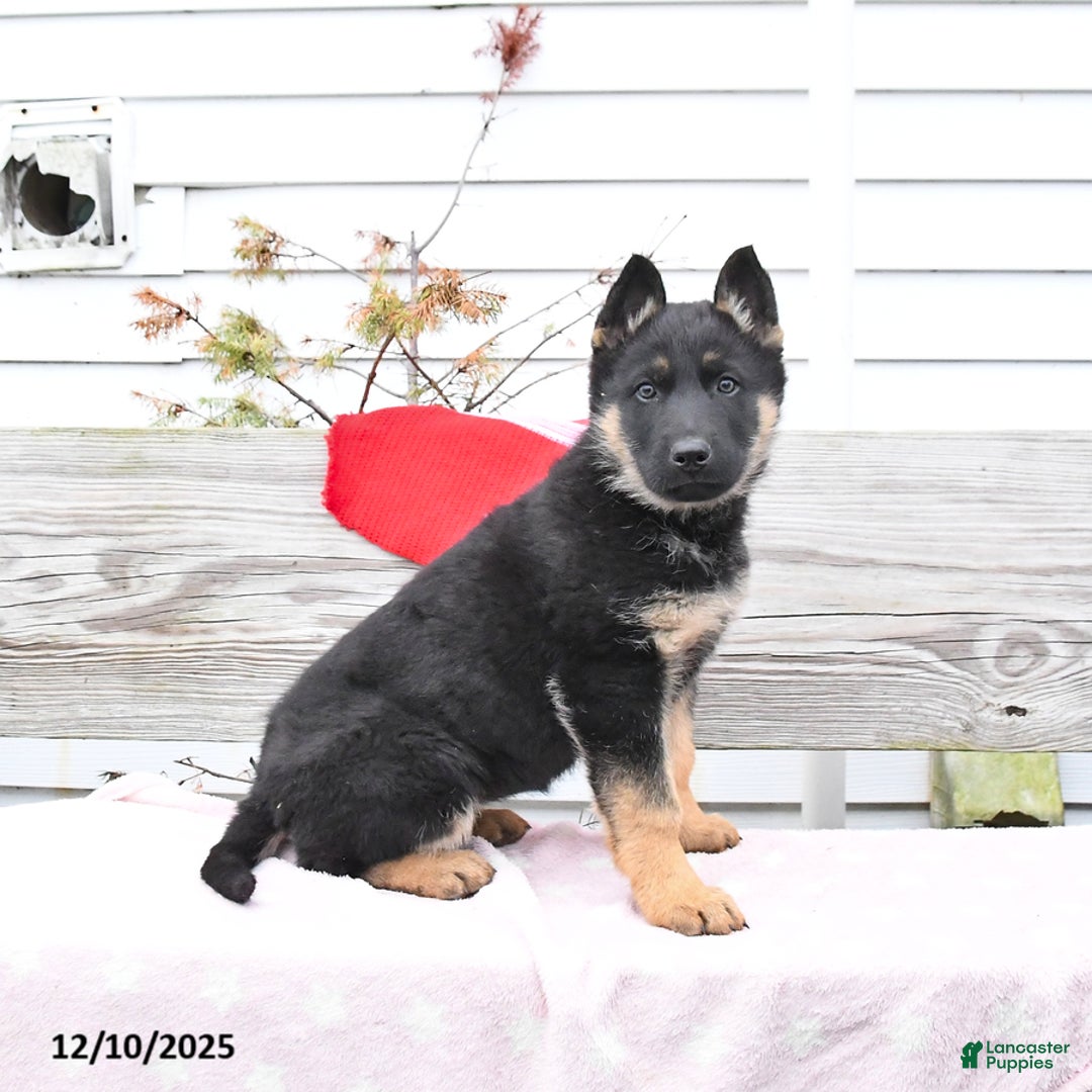German Shepherd dogs for sale: Zesty - Ad 3
