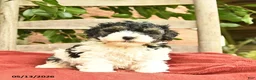 Yorkiepoo dogs for sale: Cannoli  - Ad 1