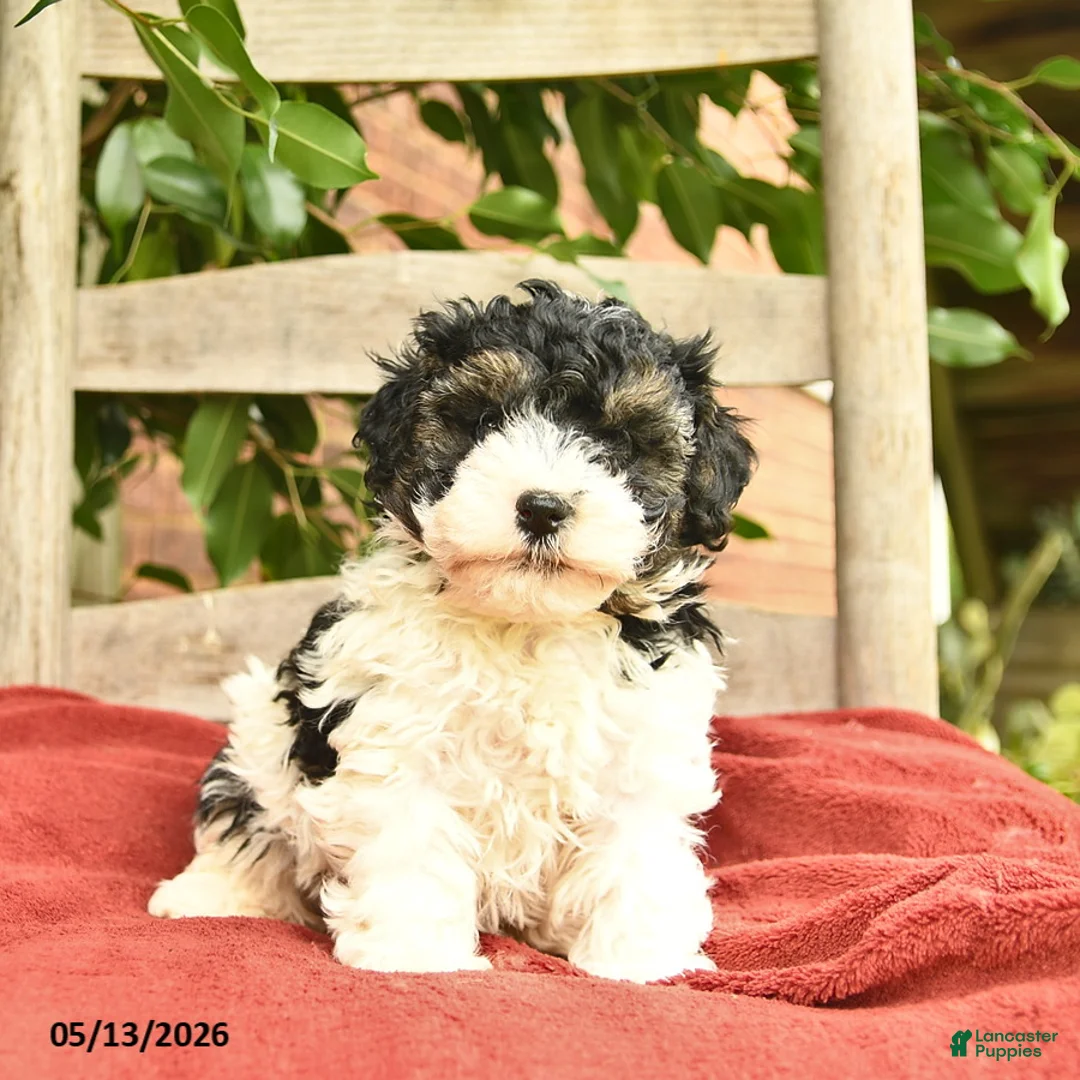 Yorkiepoo dogs for sale: Cannoli  - Ad 1