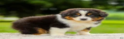 Miniature Australian Shepherd dogs for sale: Cory - Ad 3