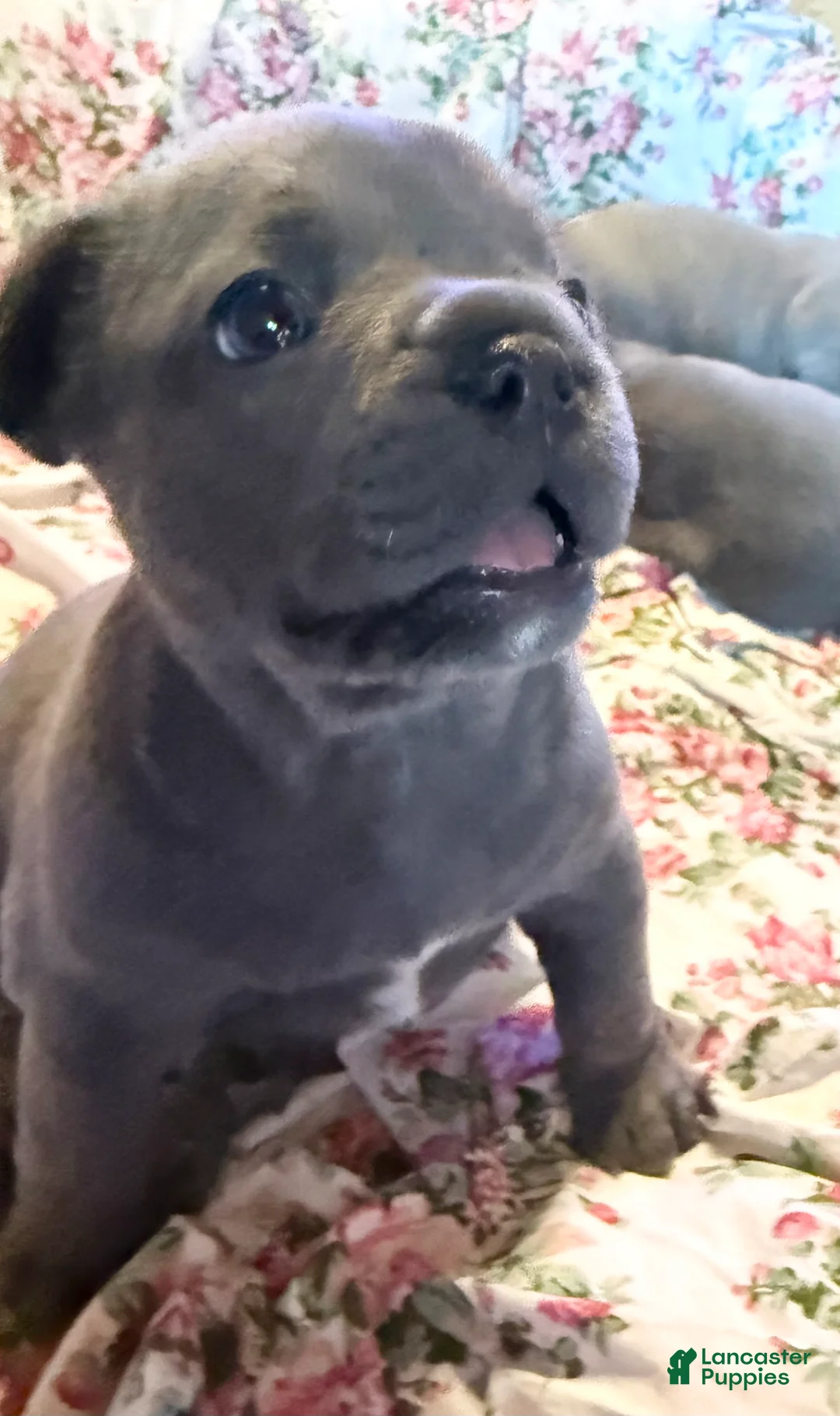 French Bulldog dogs for sale: French Bulldog 4 - Ad 10