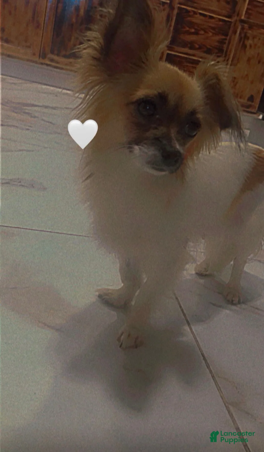 Mixed Breed dogs for sale: Mixed Breed Puppy 3 - Ad 2