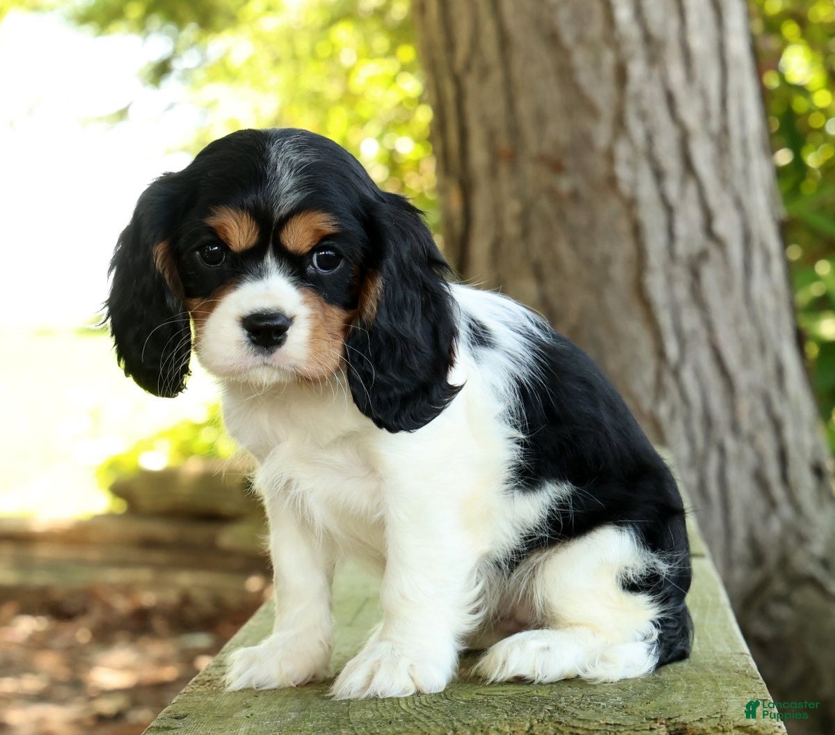 Cavalier King Charles Spaniel dogs for sale: Carla - Ad 2