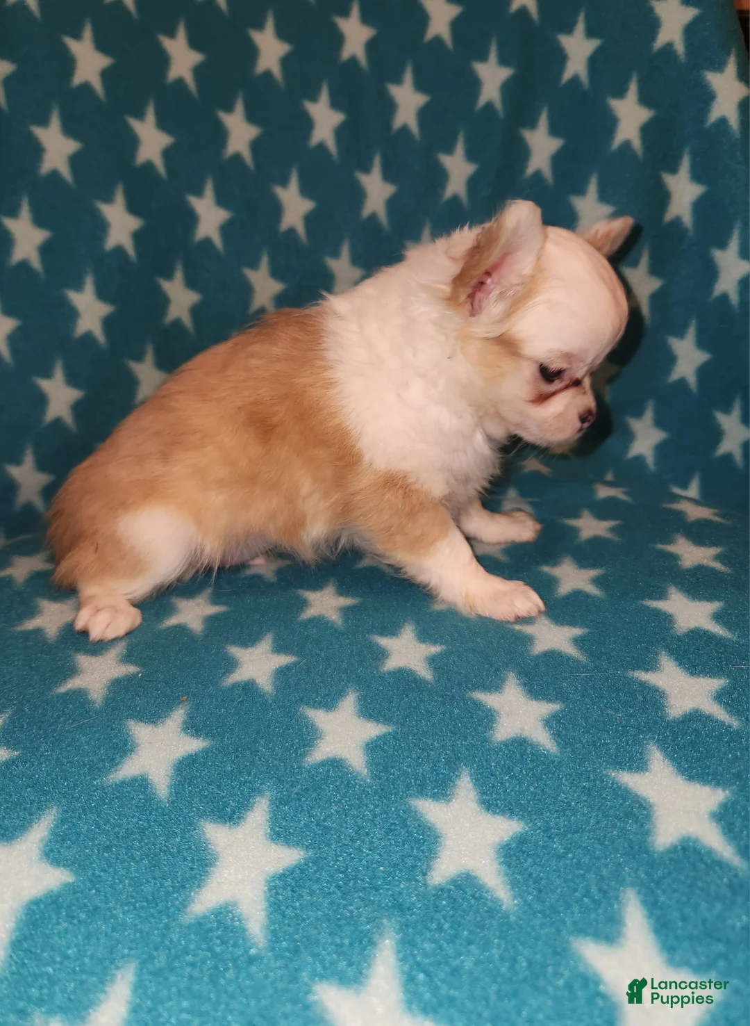 Chihuahua dogs for sale: Sammy - Ad 2