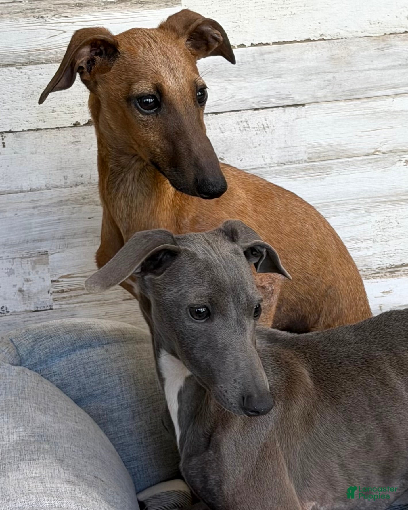 Italian Greyhound dogs for sale: Nimbus - Ad 2