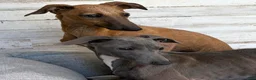 Italian Greyhound dogs for sale: Nimbus - Ad 2