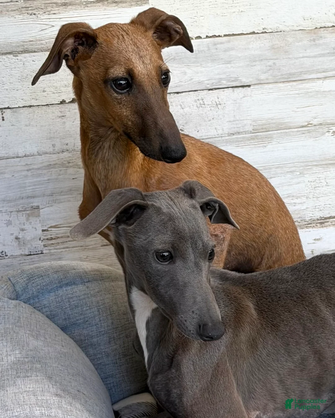 Italian Greyhound dogs for sale: Nimbus - Ad 2