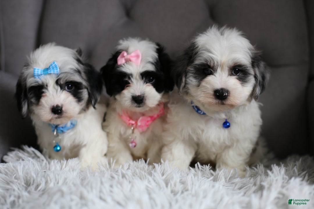 Maltipoo dogs for sale: Chubbs - Ad 20
