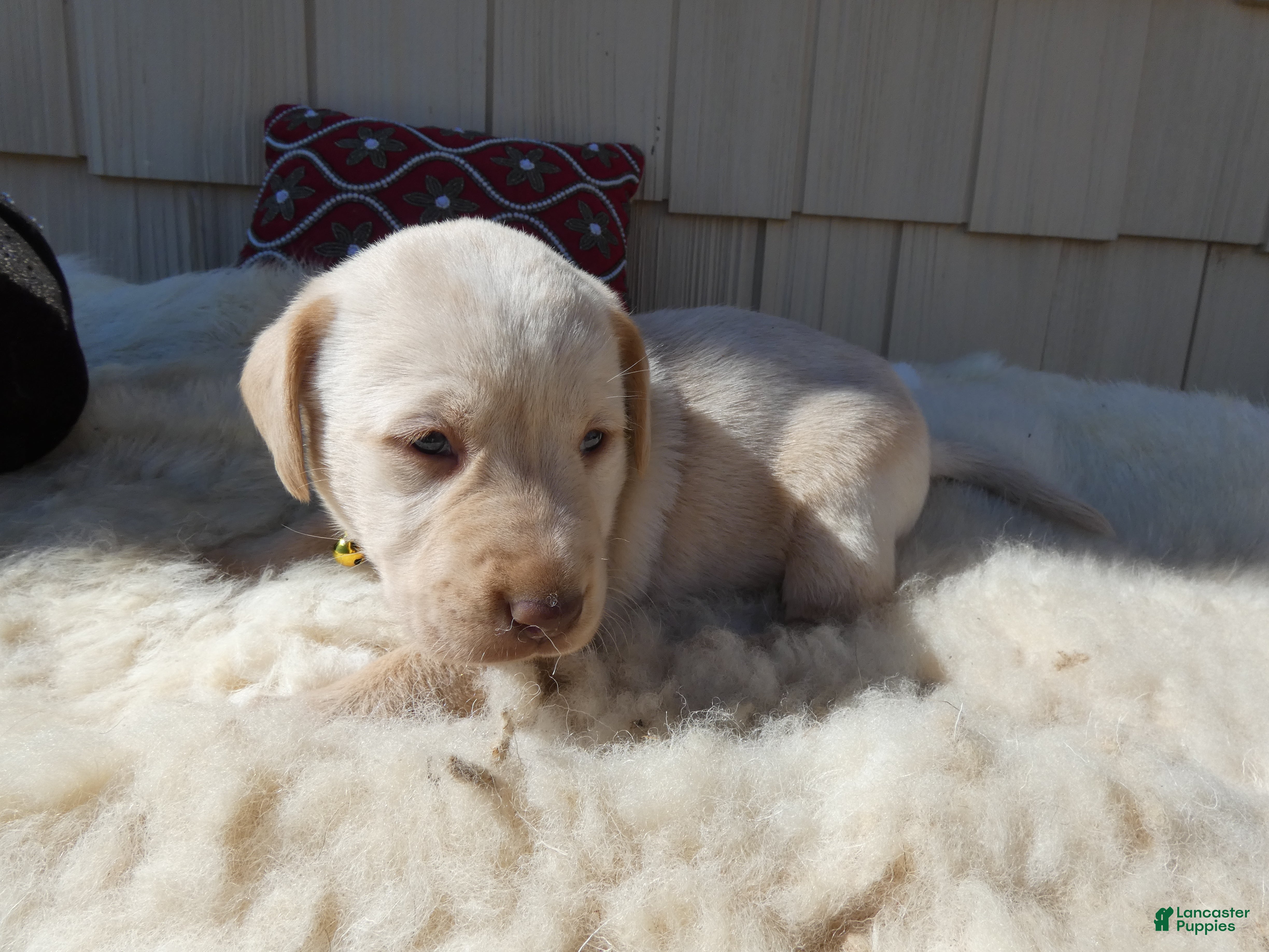 Labrador Retriever dogs for sale: Labrador Retriever 1 Daffiadil - Ad 3