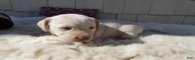 Labrador Retriever 1 Daffiadil