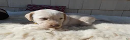 Labrador Retriever dogs for sale: Labrador Retriever 1 Daffiadil - Ad 1
