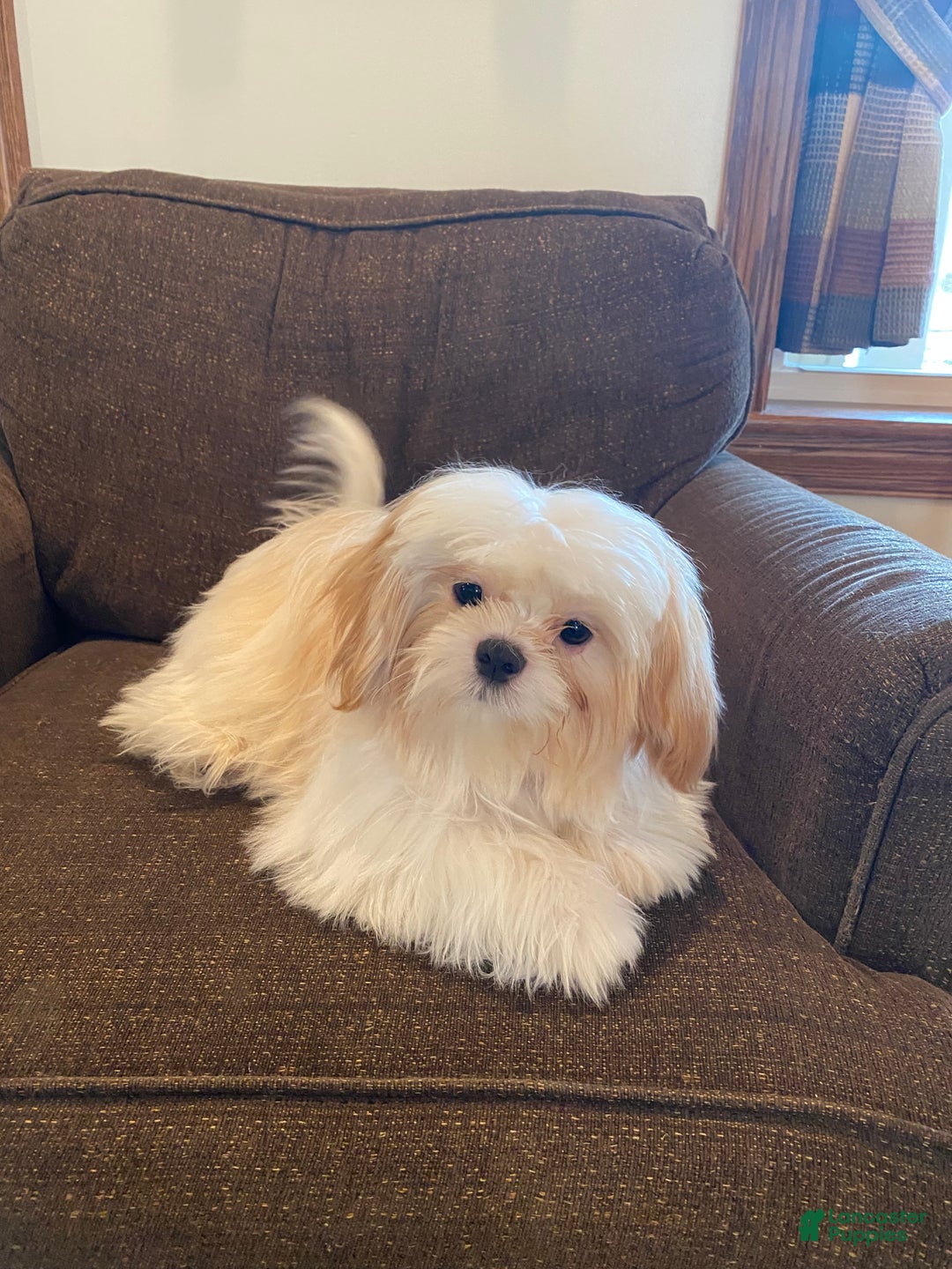 Shih Tzu dogs for sale: Shadow - Ad 1