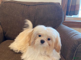 Shih Tzu dogs Shadow - Ad 32