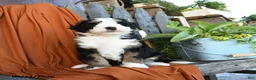 Bernedoodle dogs for sale: Queso - Ad 1