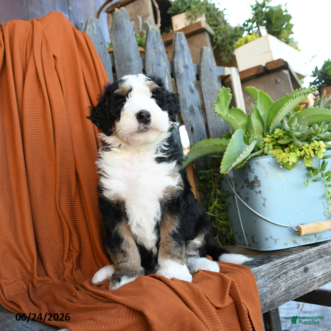 Bernedoodle dogs for sale: Queso - Ad 1