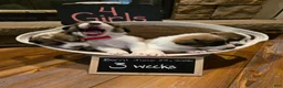 Mixed Breed dogs for sale: Red Girl - Ad 5