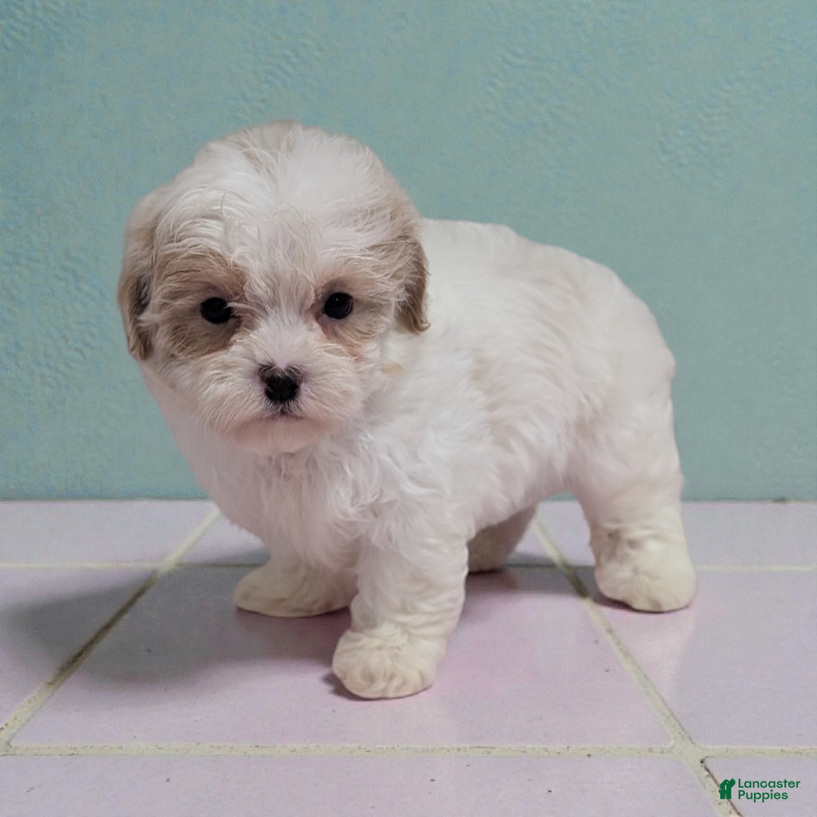 Shihpoo dogs Alice - Ad 2