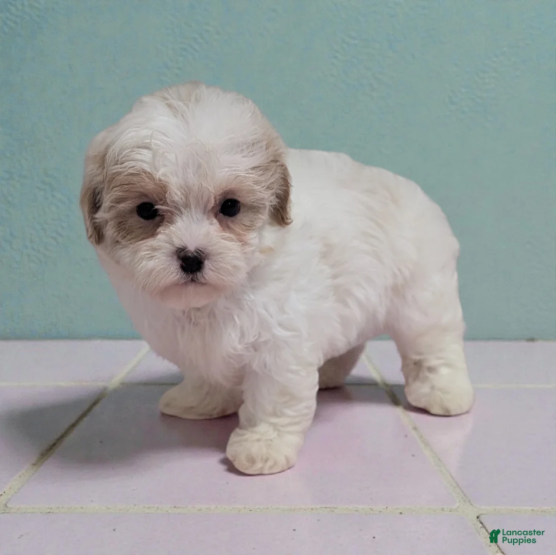 Shihpoo dogs for sale: Alice - Ad 2