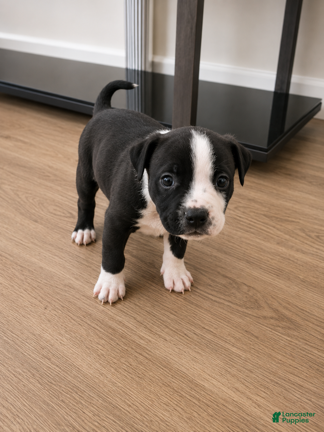 American Pit Bull Terrier dogs American Pit Bull Terrier 6 - Ad 19