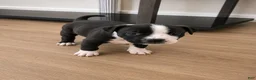 American Pit Bull Terrier dogs for sale: American Pit Bull Terrier 6 - Ad 1