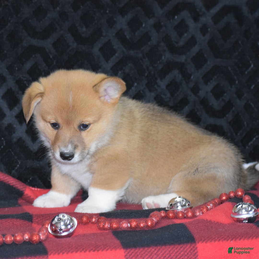 Welsh Corgi Pembroke dogs for sale: Moonbeam - Ad 11