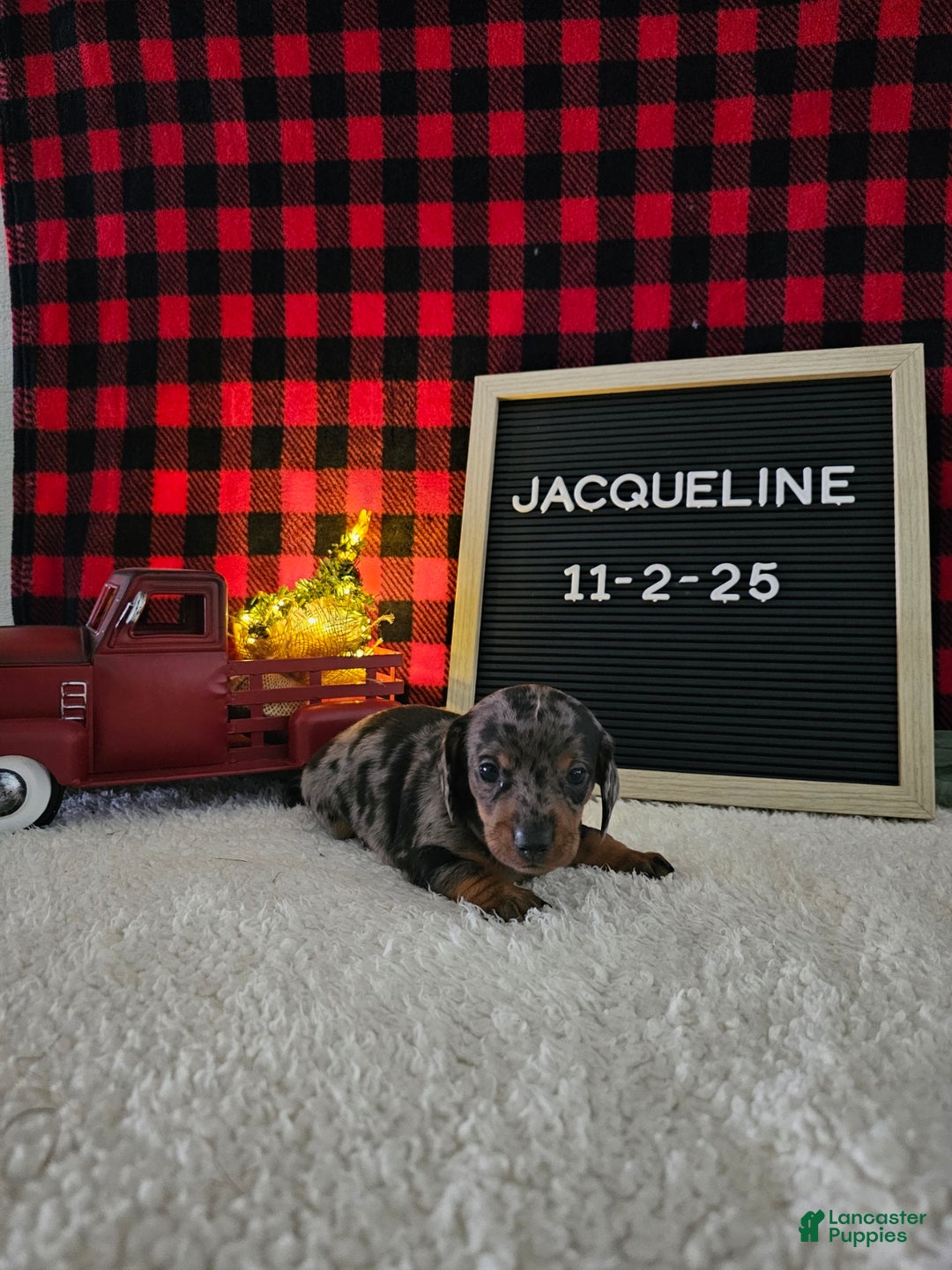 Miniature Dachshund dogs for sale: Jacqueline - Ad 3