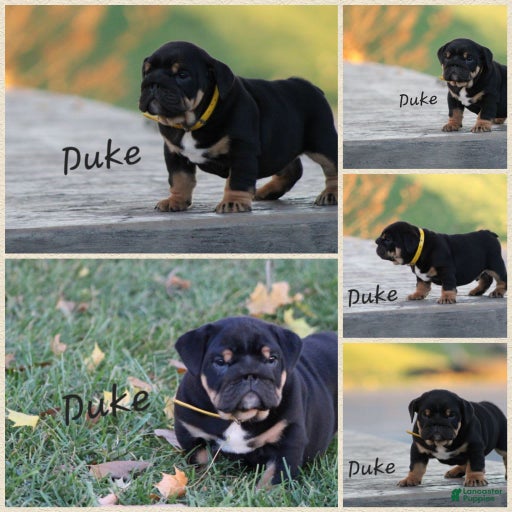 Gallery Image {{count}}