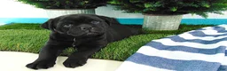 Mixed Breed dogs for sale: Sandra - Ad 5