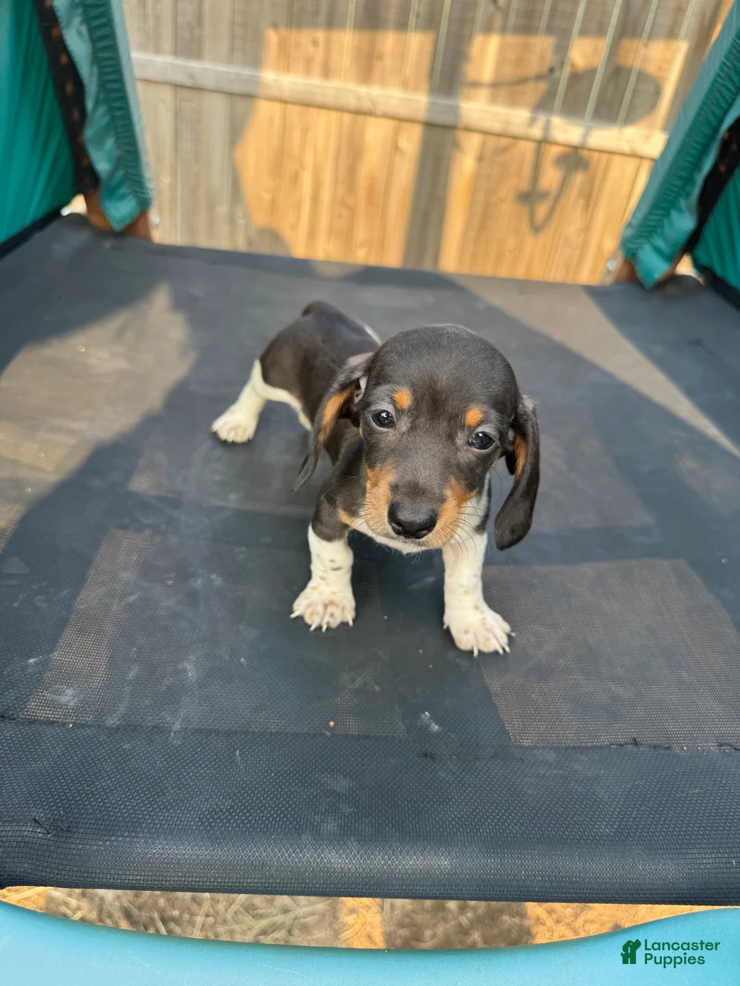 Miniature Dachshund dogs for sale: Miniature Dachshund Puppy 2 - Ad 1