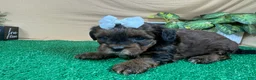 Shihpoo dogs for sale: Shihpoo 4 - Ad 4