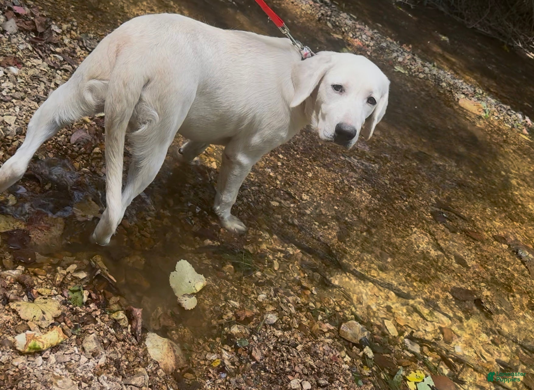 Labrador Retriever dogs for sale: Labrador Retriever Sissy - Ad 6