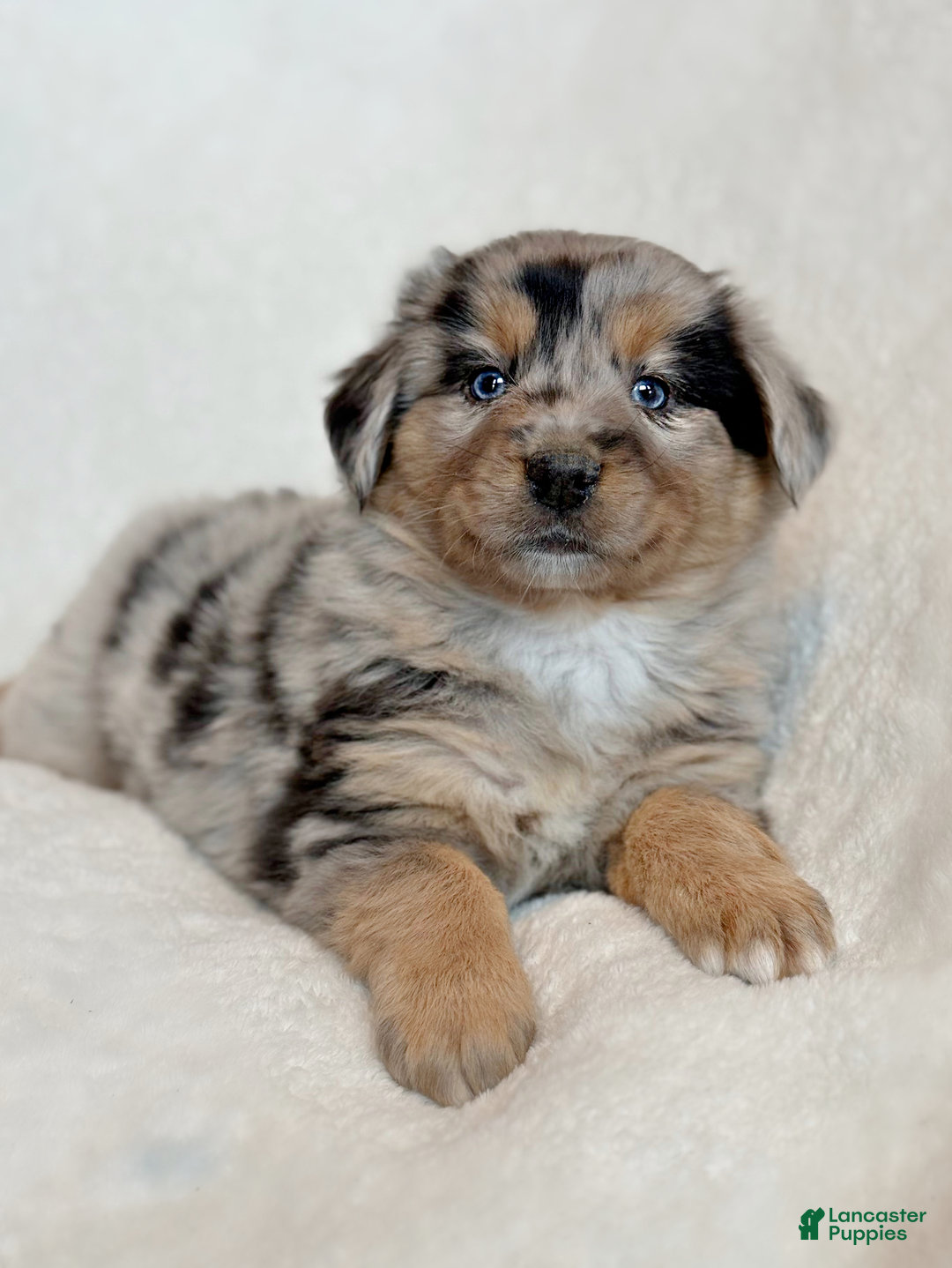 Miniature Australian Shepherd dogs for sale: Briar - Ad 4