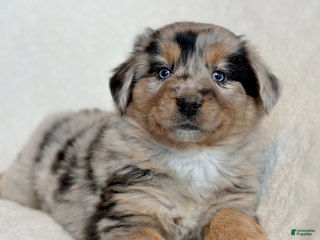 Miniature Australian Shepherd dogs Briar - Ad 1